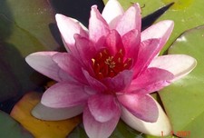 Rote seerose für jeden teich - seerose,,