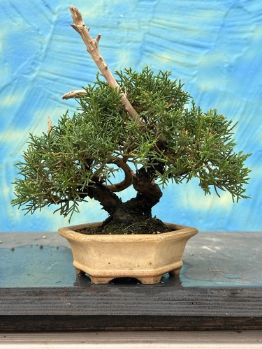 Joe bonsai chin wacholder - joe,
