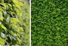 20st. Hainbuchen 20-30cm Heckenpflanzen Hainbuche Carpinus betulus Wurzelware