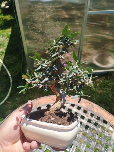Bonsai olea europaea - olea,