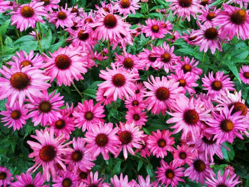 Rosa purpur sonnenhut samen - rosa,