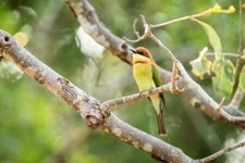 Wandbild: Kastanienköpfiger