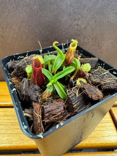 Nepenthes diabolica - , (rhh)