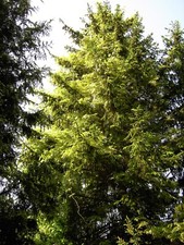 10 Blauregen Samen Wisteria Glyzinie Kletterpflanze