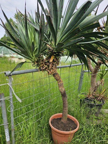 Köpfe yucca - 3,