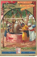 CHROMO #CL31217 LIEBIG S566 Pflanzen Aus Warmen Ländern Olivenpresse A