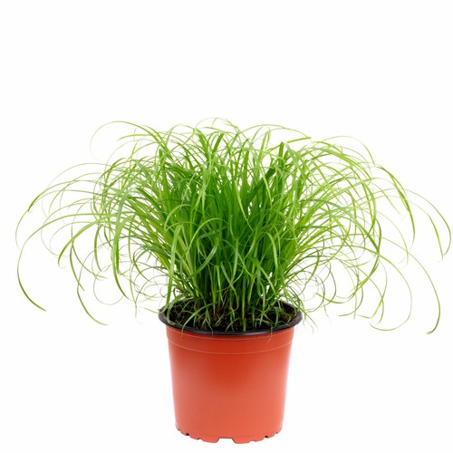 Echtes katzengras cyperus - echtes,