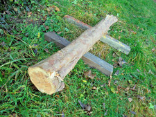 Eibe Baumstamm  Eibenstamm 137