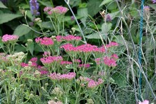 Achillea millefolium 'Cassis'