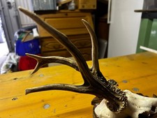Mörderbock Rehgehörn  Geweih