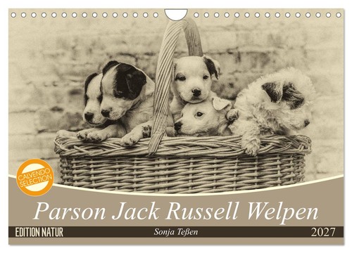Parson jack russel - russel, welpen