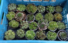 24 X Sempervivum Hauswurz Dachwurz frostharte Sukkulente für Steingarten
