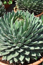 Queen victoria agave - queen,