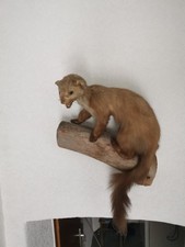 Marder Tierpräparat - Ausgestopfter Marder, Stehend