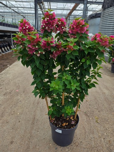 Bougainvillea pflanze - bougainvillea,