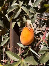 20 Samen Blaue Passionsblume