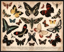 Lithographie anno 1896 - Schmetterlinge - Lepidoptera Admiral Schwärmer Falter