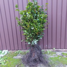 Rotbuche Fagus sylvatica