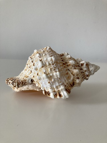 Muschel deko meeresschnecke - muschel,