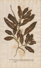 pondweed Laichkräuter Botanik