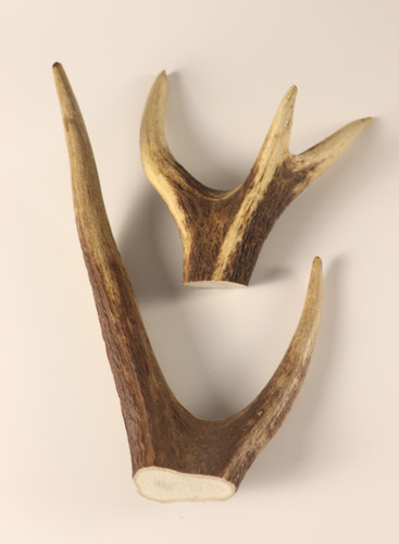 Geweih hirschkronen - geweih,