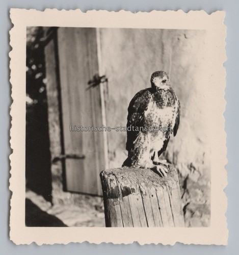Junger greifvogel altes - greifvogel,
