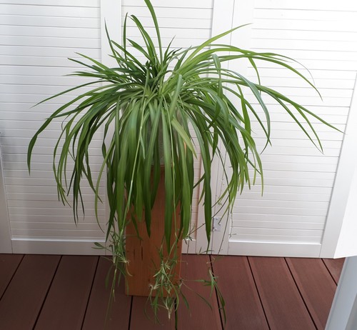 Grünlilie chlorophytum große - grünlilie,