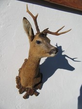Rehbock Präparat abnorm Tierpräparat Rehkrickerl Trophäe Geweih