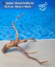 🪸 Moorkienwurzel-