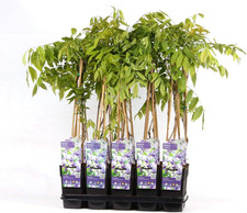 Wisteria floribunda Naga Noda 60-80 cm Japanischer Blauregen duftende