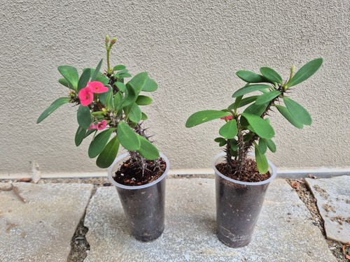 Christusdorn euphorbia milii - christusdorn,,