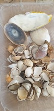 Basteln Muscheln zum basteln