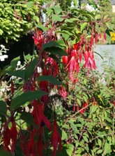  Fuchsie Fabenfrohe Winterharte Pflaze ca 53 cm Eingepflanzt 