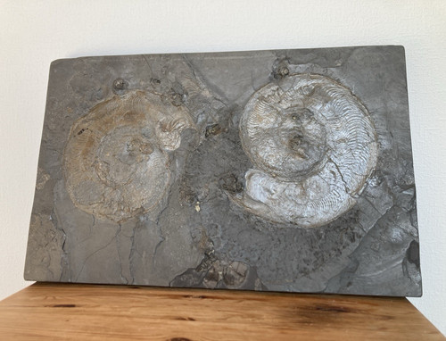 Ammonit tierfossilien - ammonit,