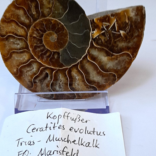 Ammonit tierfossil ceratites - tierfossil,