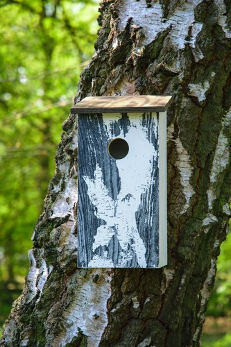 Design nistkasten birke mit - nistkasten,