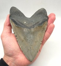 Edge length megalodon - 14.9,