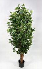 Ficus nitida 180cm grün - 180cm, la