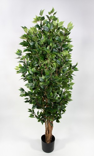 Ficus nitida 180cm grün - nitida,