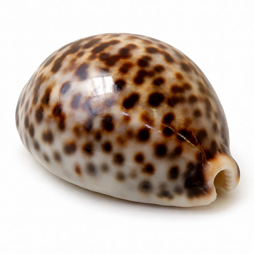 Cypraea tigris cm kauri - 5-7,