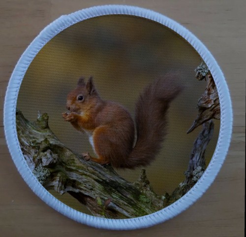 Rotes eichhörnchen - eichhörnchen, 3"
