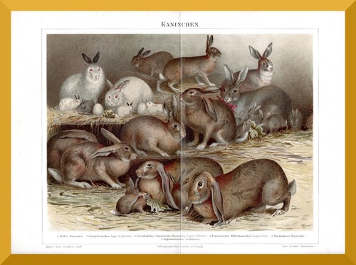 Kaninchen 130 jahre - jahre, alter