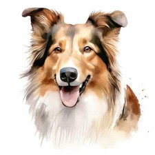 Designer Aufkleber / Sticker Decal - Hunde Collie Porträt 02