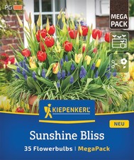Kiepenkerl Sunshine Bliss – 35 Blumenzwiebeln Beet & Kübel Frühling, bunte Mix