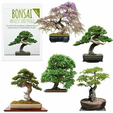 Bonsai samen zur anzucht - anzucht, des