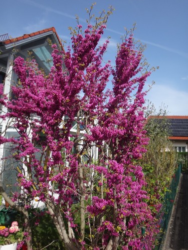 Judasbaum herzbaum toller - judasbaum,,