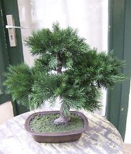Künstlicher Bonsai- Pinus in