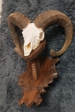 Mufflon widder mittelalter - widder,