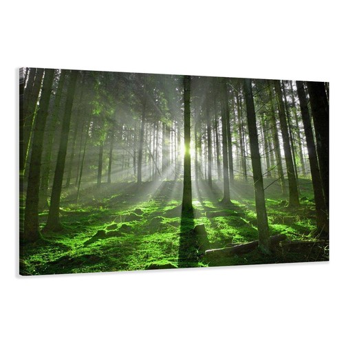 Leinwandbild bäume wald - wald,