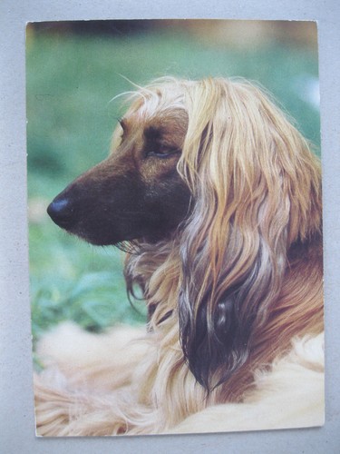Afghanischer windhund hund - afghanischer,